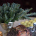 Vegetables To Pair With Prime Rib Roast Beef : Peppercorn-Crusted Standing Rib Roast with Roasted ... : I started looking for recipes for prime rib and there are abound.