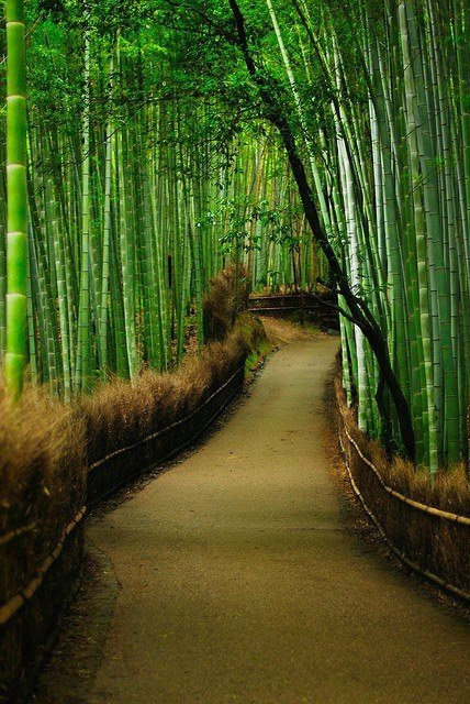 Bamboo Path in Kyoto, Japan