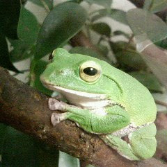 ハイちゃんの体色変化 アマガエルはもううちにいません