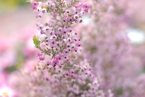 Flower festival in Yokohama