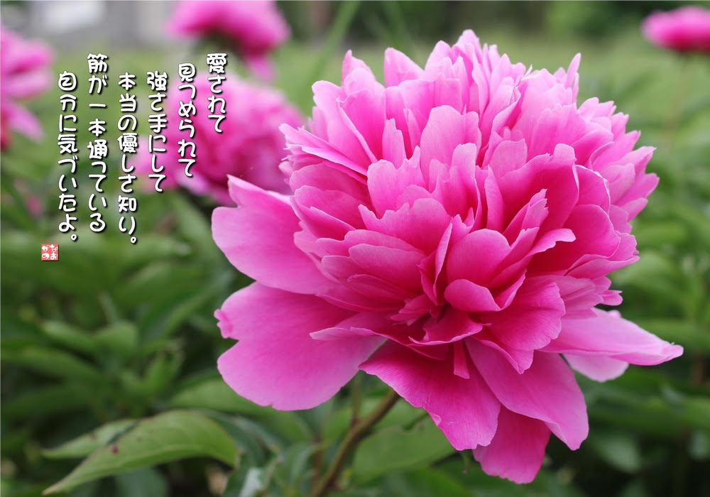 No 604 芍薬 花言葉 恥じらい 優しい心 思いやり なおかつ フォトエッセイ