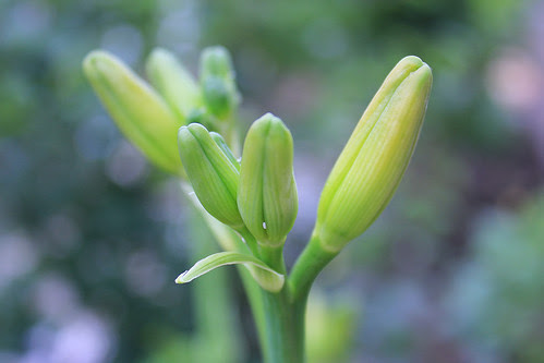 Day Lily buds