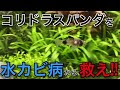 コレクション コリドラス 病気 白カビ 193836