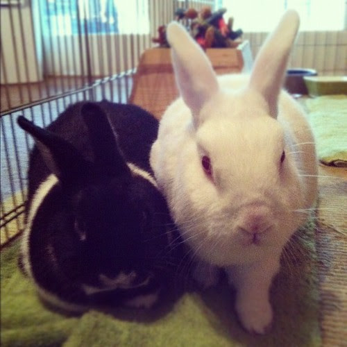 Good morning bunnies.