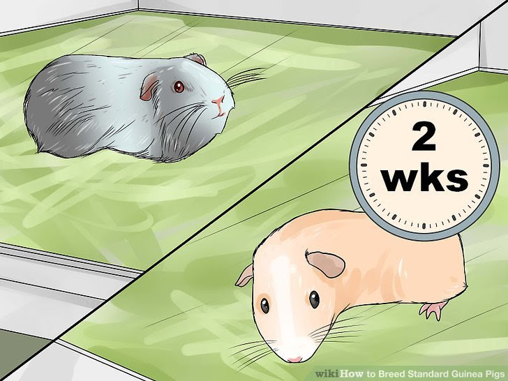 Breed Standard Guinea Pigs Step 7 Version 4.jpg