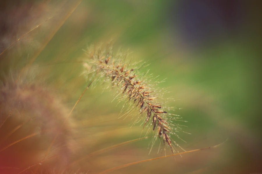 wallpaper nature beauty. Wallpapers natures beauty by ~