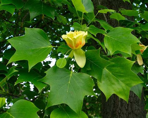 liriodendron tulipifera gardensonline