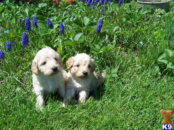 miniature goldendoodle puppy. Miniature F1 Goldendoodle