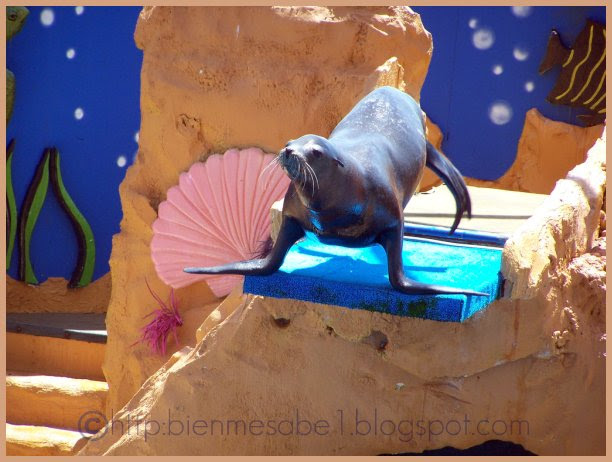 foca