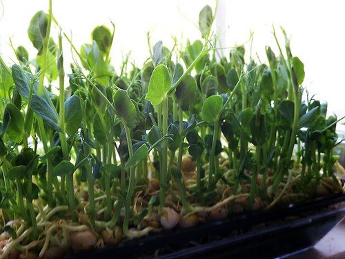Green Pea Shoots