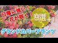 選択した画像 グランドカバー 日陰 112978-グランドカバー 日陰 販売