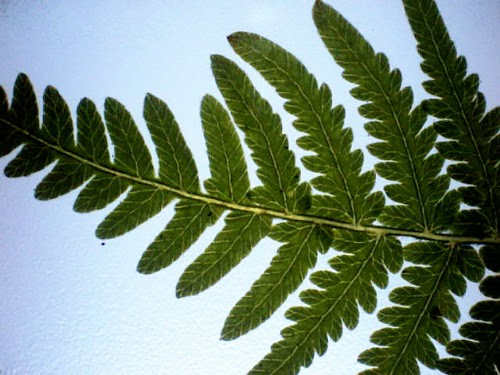 Fern