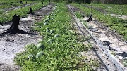 Baru 39+ Kebun Semangka
