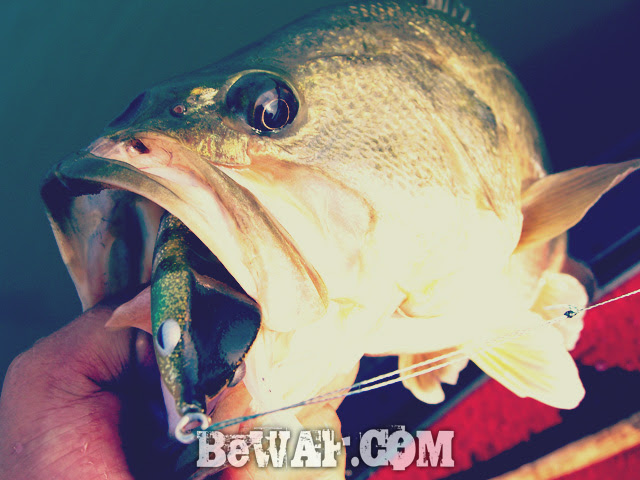 biwako bass turi chouka guide 6