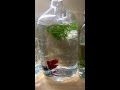 ベタ 瓶 247266-ベタ 瓶 ヒー���ー
