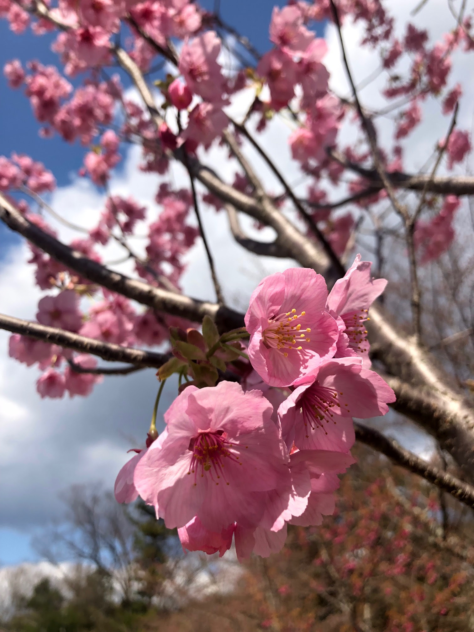 Kotoをご愛顧いただいている世界中の皆様へ Dear All Our Friends Koto