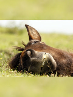 馬 いい夢 馬 の待ち受け画像 壁紙 動物 パラダイス