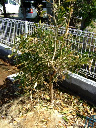 柚子の復活 ど ブログ 分家
