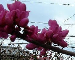 花ズオウ 01