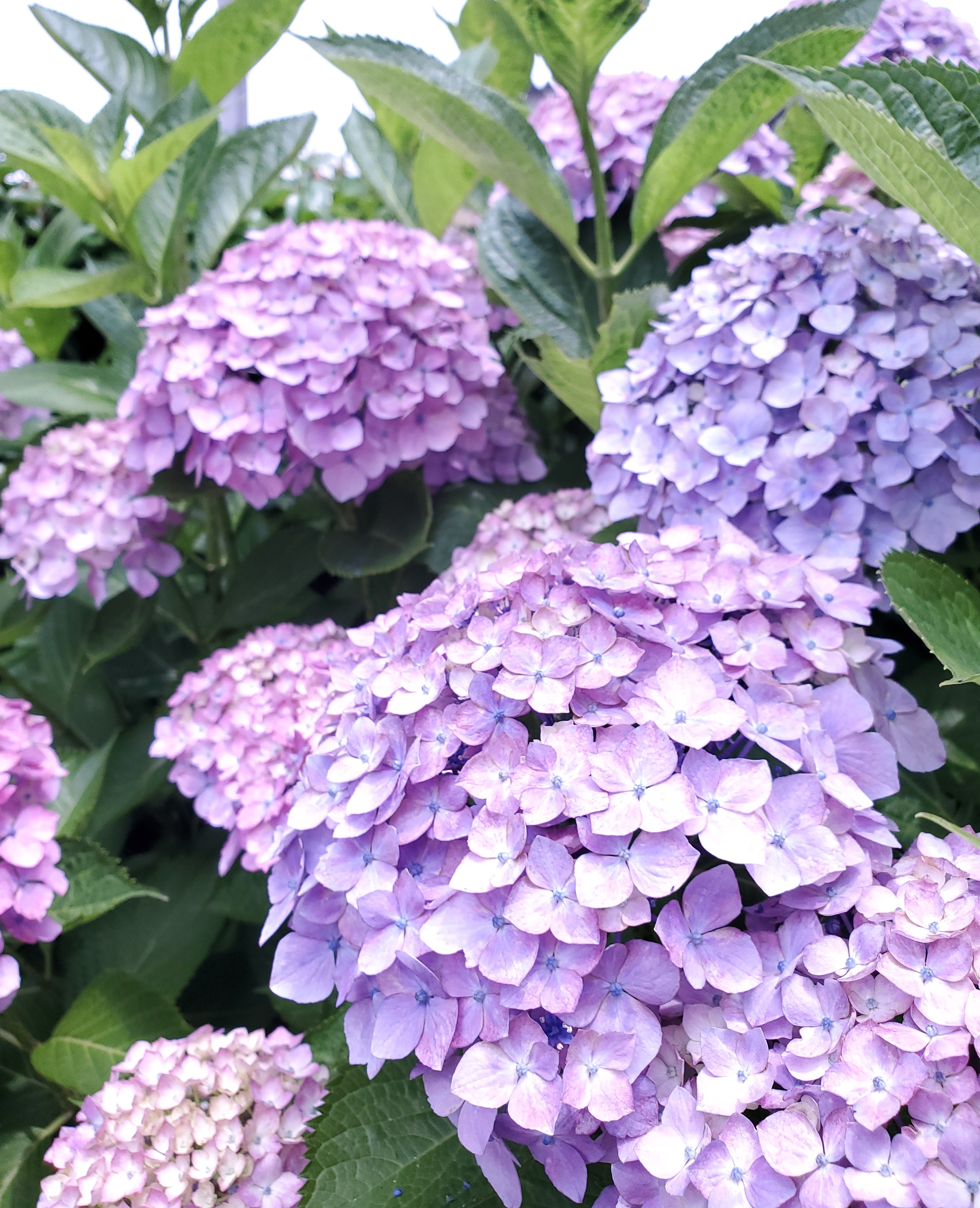 色が変化する カラフルで美しく彩る花 紫陽花 アジサイ のオススメ品種をご紹介 一般社団法人 Nフラワーデザインインターナショナル