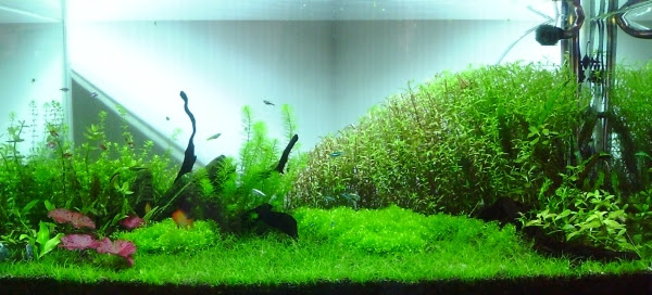 水草と水槽