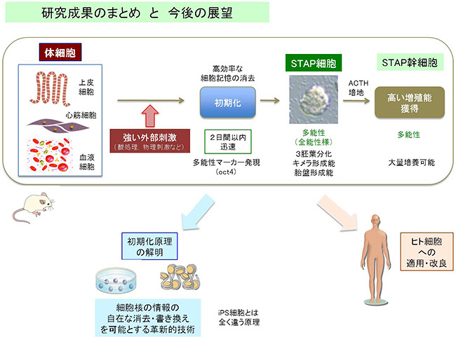 理研 体細胞の分化状態の記憶を消去し初期化する原理を発見 Optronics Online オプトロニクスオンライン