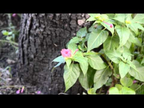 Nikon D3200 - Test video
