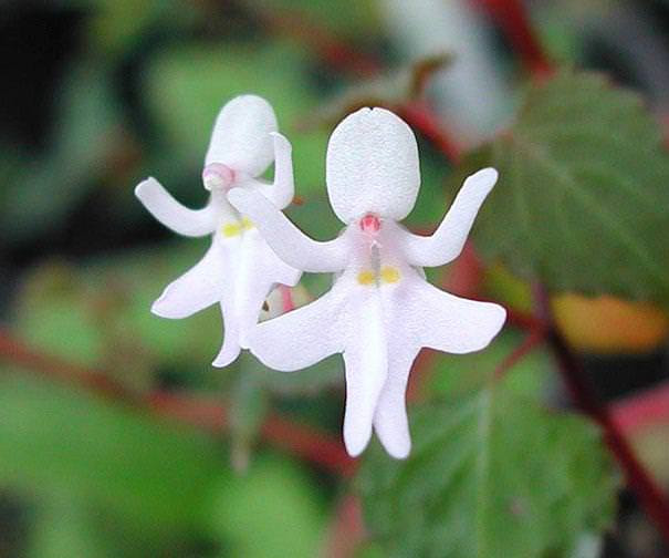 flowers                                                            that look like                                                            something                                                            else