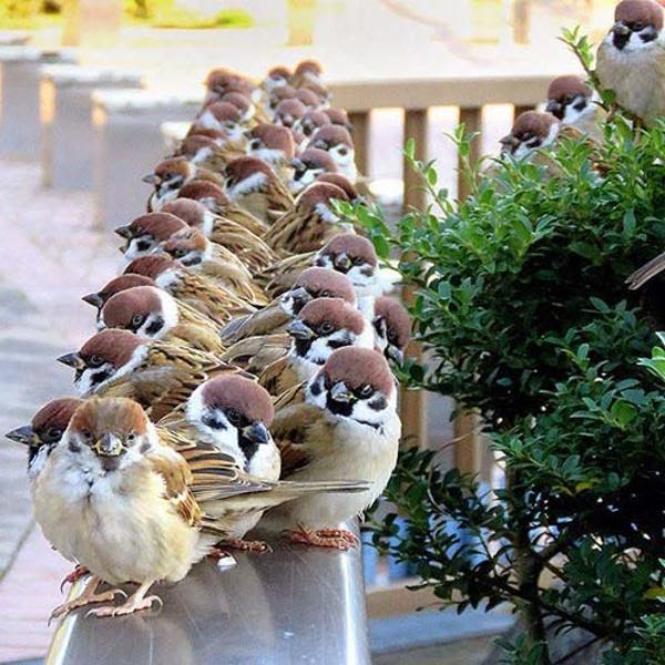 スズメのスズメによるスズメのためのストライキ すずめへのボケ ボケて Bokete