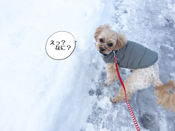 雪道を歩くと雪玉が付く 脚の毛を短くして雪玉対策を 富山県滑川市のトリミングのお店 Dogsalon Anton