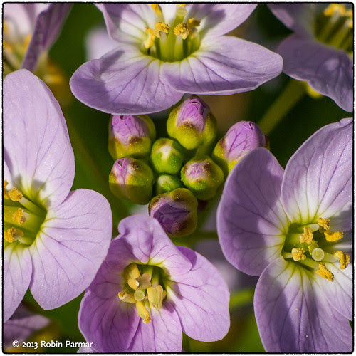 garden flowers