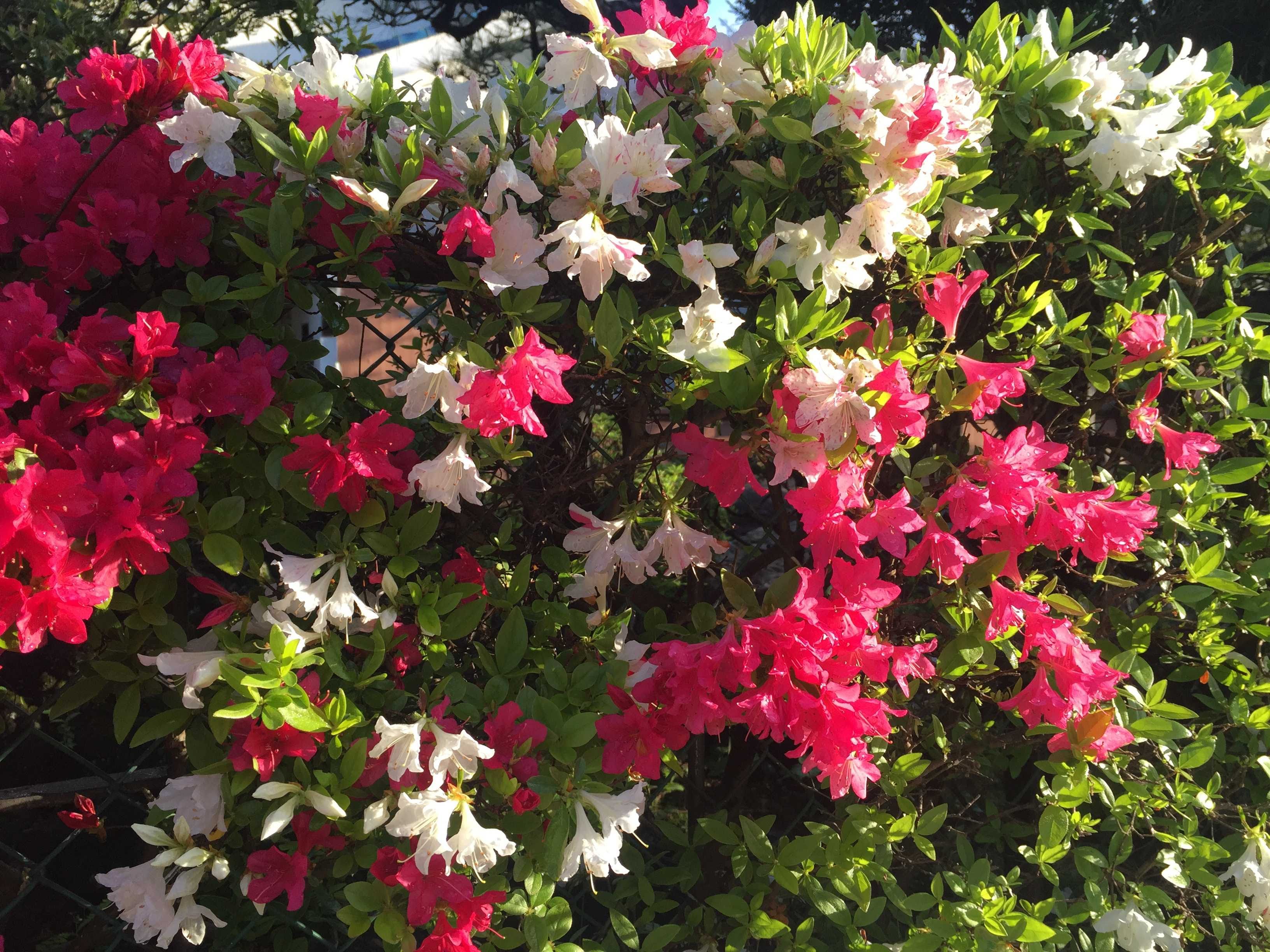 赤と白のツツジの花 朝日に輝く ツツジとサツキの違いがさだかではありません ムラウチドットコム社長 村内伸弘のブログが好き