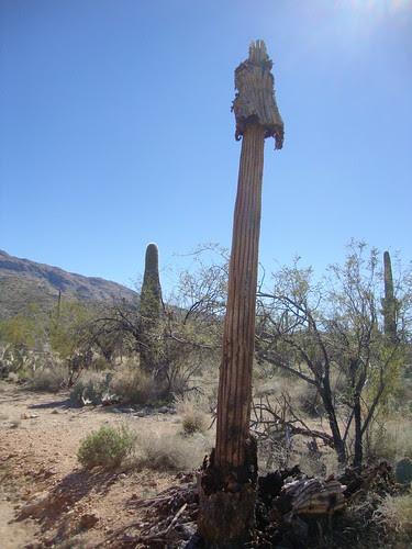 DSC080Saguaro National Park East, Loma Verde Loop68