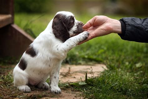 common dog training mistakes