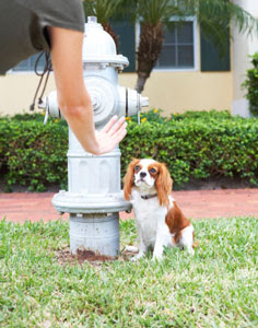 ... Potty Train Your Puppy the Clicker Way | Karen Pryor Clicker Training