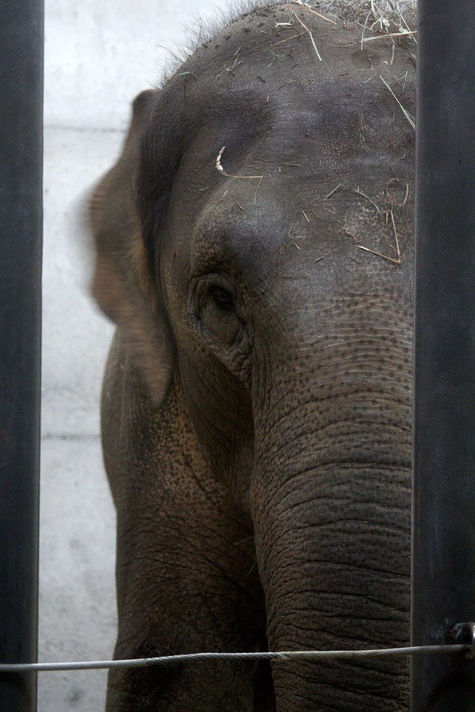 elephants, oregon zoo