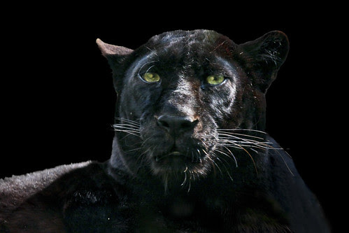 black panther portrait
