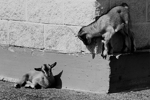 animals photos