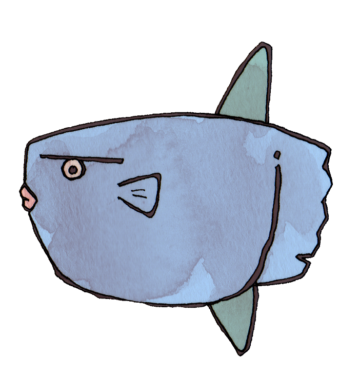 マンボウのイラスト かわいいフリー素材が無料のイラストレイン