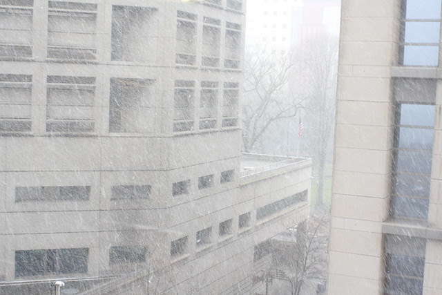 snow, february 2011