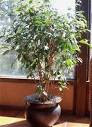 Eco-Friendly Home Decor Style (