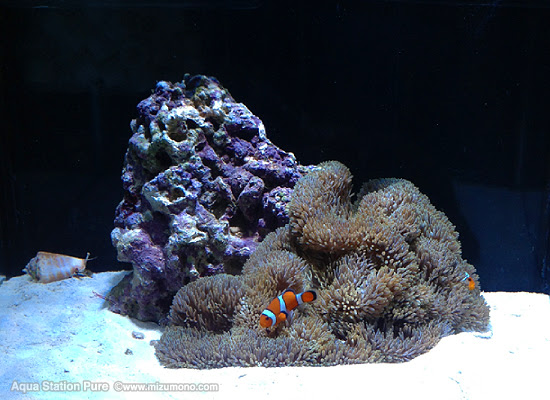クマノミとイソギンチャクを水槽で共生 クマノミにまつわるエトセトラ 熱帯魚のことなら みずものコム