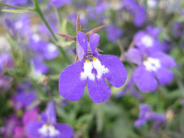 ロベリアの花言葉 花言葉事典