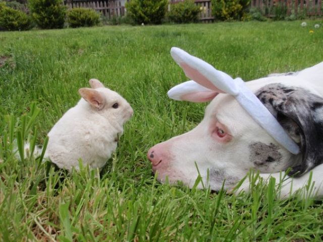 These Funny Animals