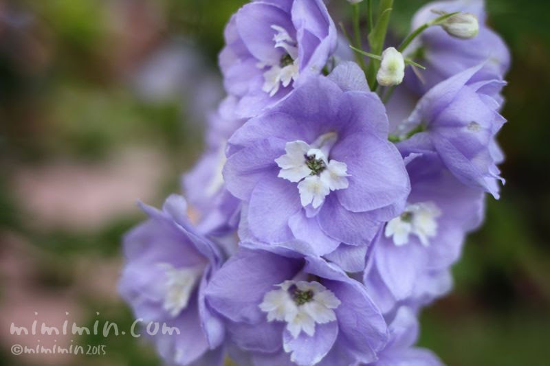 デルフィニウムの花の写真 デルフィニウムの花言葉 みみみんブログ
