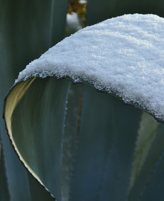 Agave (Unidentified species) (2)