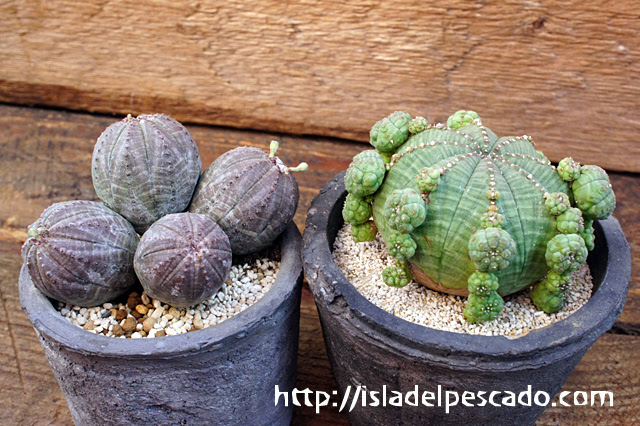 Isla Del Pescado Euphorbia Obesa 仔吹きオベサ