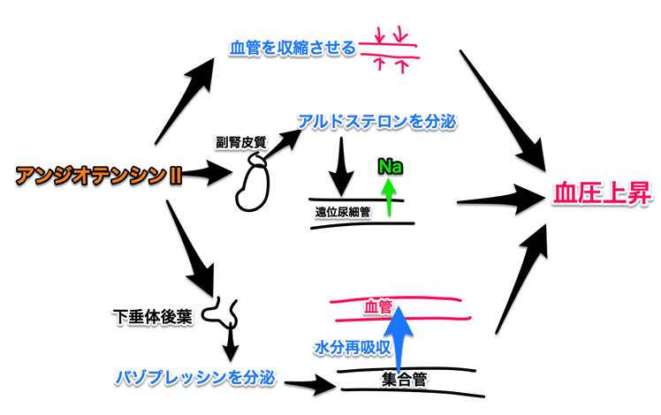 膀胱 男