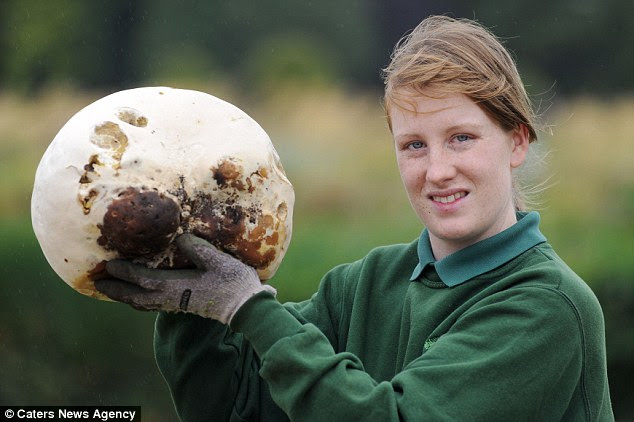 What a whopper! Garden supervisor for Trentham Gardens Terri Hodson-Walker holds the giant 18 inch wide fungus 