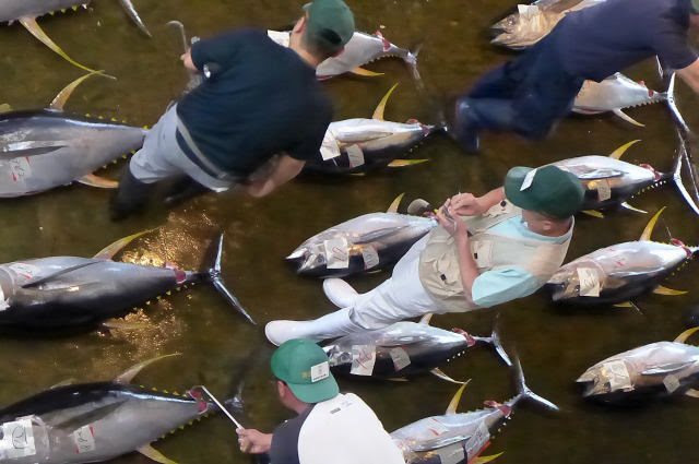 和歌山 勝浦漁港でマグロの競り見学 漁港前の朝市で朝ごはんも Navitime Travel